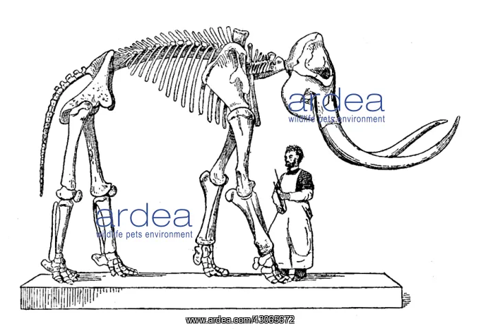 : Mammoth, Cenozoic Mammal : Mammoth, Cenozoic Mammal