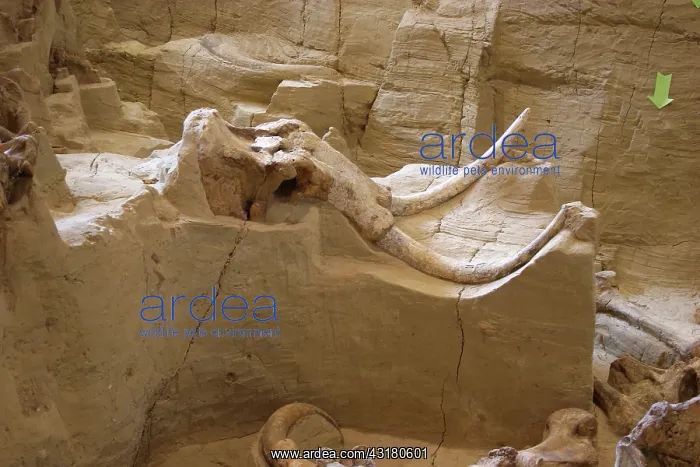 : Mammoth fossils, South Dakota : Mammoth fossils, South Dakota