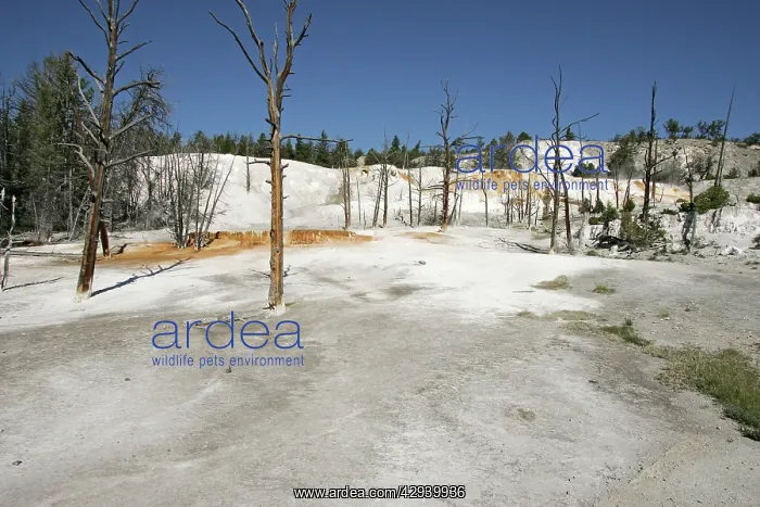 : Mammoth Hot Springs : Mammoth Hot Springs
