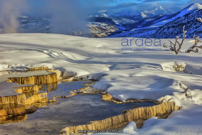: Mammoth Hot Springs area of Yellowstone National : Mammoth Hot Springs area of Yellowstone National
