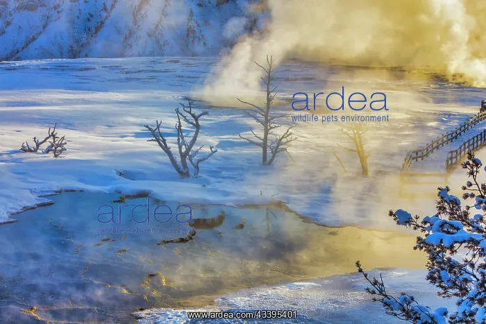 : Mammoth Hot Springs in Yellowstone National Park : Mammoth Hot Springs in Yellowstone National Park