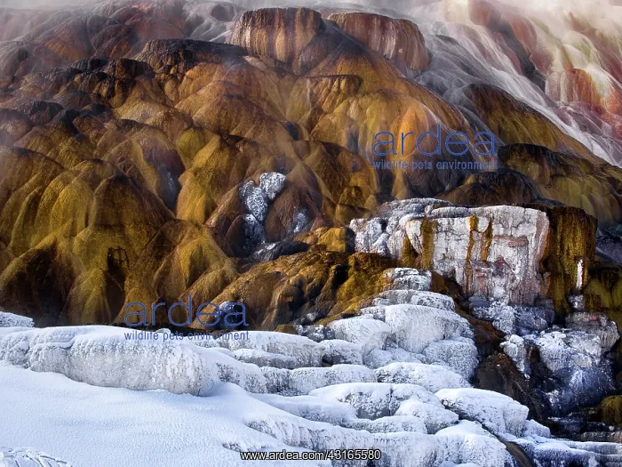 : Mammoth hotspring : Mammoth hotspring