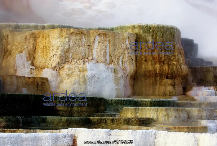 : Mammoth hotspring : Mammoth hotspring