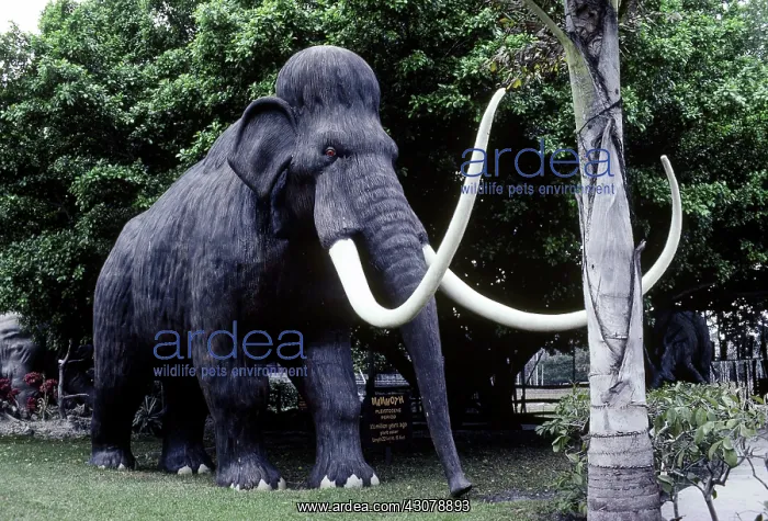 : Mammoth reconstruction : Mammoth reconstruction
