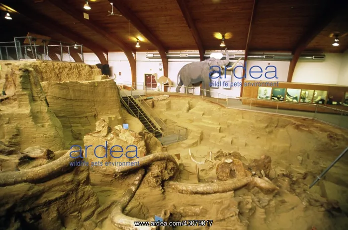 : Mammoth Site Museum : Mammoth Site Museum