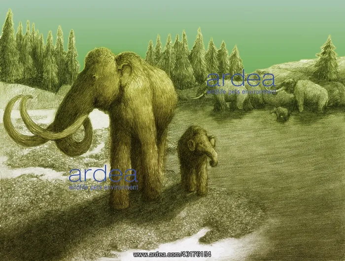 : Mammoths. Illustration of a Woolly Mammoth (Mammuthus primigenius) herd, : Mammoths. Illustration of a Woolly Mammoth (Mammuthus primigenius) herd,