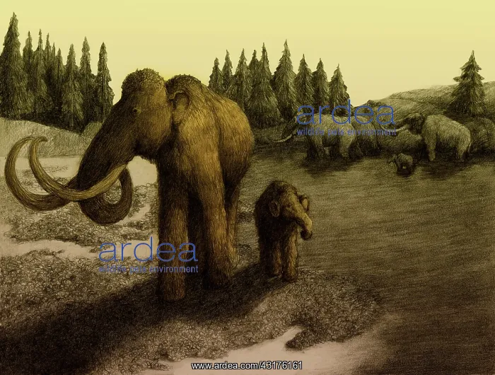 : Mammoths. Illustration of a Woolly Mammoth (Mammuthus primigenius) herd, : Mammoths. Illustration of a Woolly Mammoth (Mammuthus primigenius) herd,
