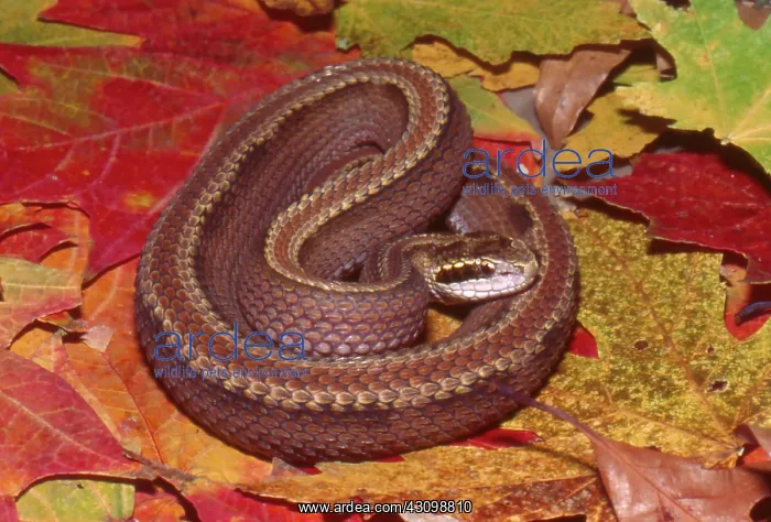  : Mamushi Snake