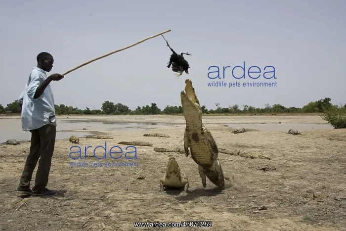 : Man attracting Crocodile with chicken Bazoule Burkina Faso : Man attracting Crocodile with chicken Bazoule Burkina Faso
