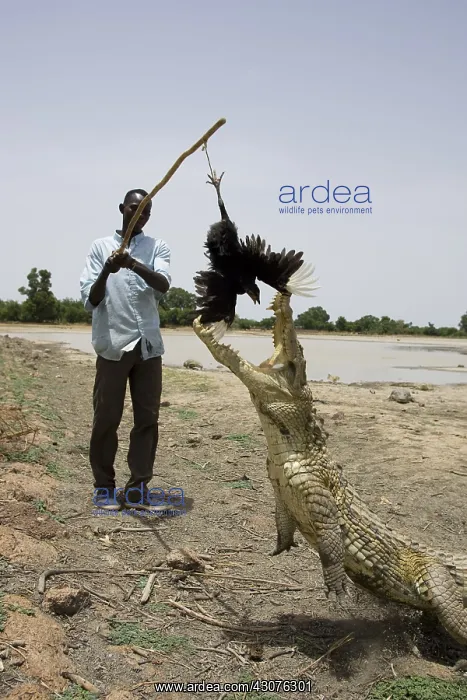 : Man attracting Crocodile with chicken Bazoule Burkina Faso : Man attracting Crocodile with chicken Bazoule Burkina Faso