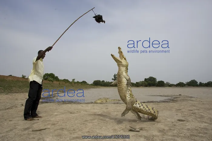  : Man attracting Crocodile with chicken Bazoule Burkina Faso