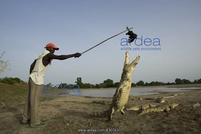 : Man attracting Crocodile with chicken Bazoule Burkina Faso : Man attracting Crocodile with chicken Bazoule Burkina Faso