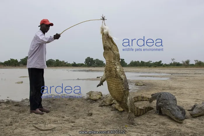 : Man attracting Crocodile with chicken Bazoule Burkina Faso : Man attracting Crocodile with chicken Bazoule Burkina Faso