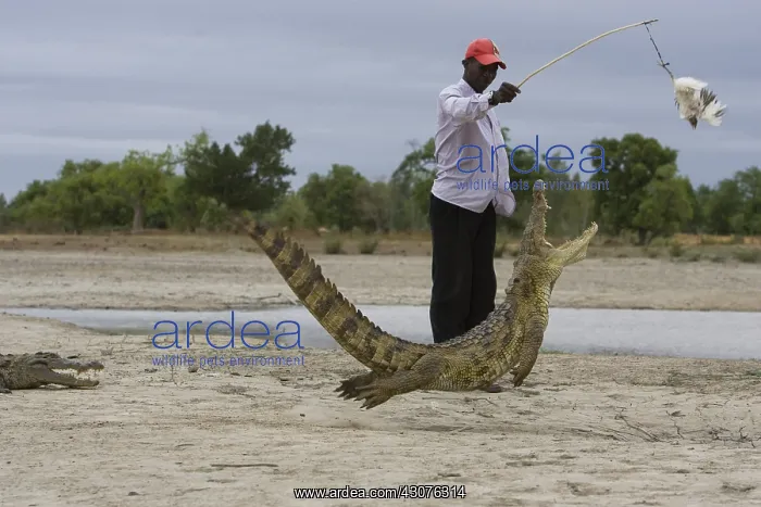  : Man attracting Crocodile with chicken Bazoule Burkina Faso