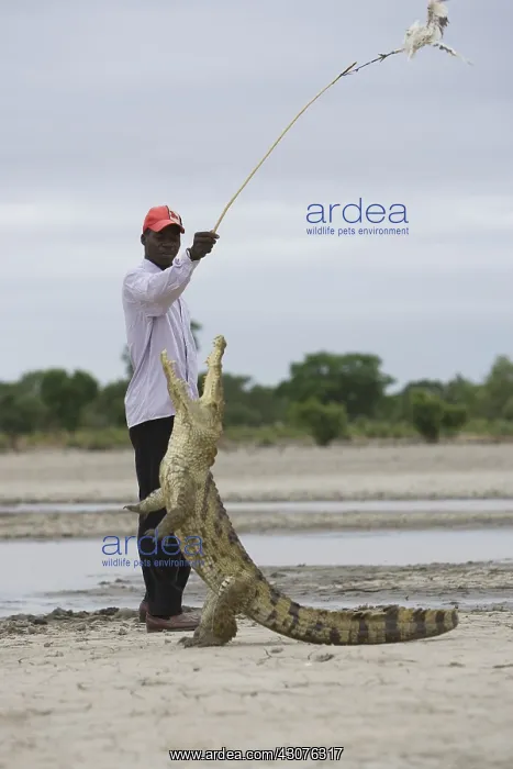 : Man attracting Crocodile with chicken Bazoule Burkina Faso : Man attracting Crocodile with chicken Bazoule Burkina Faso