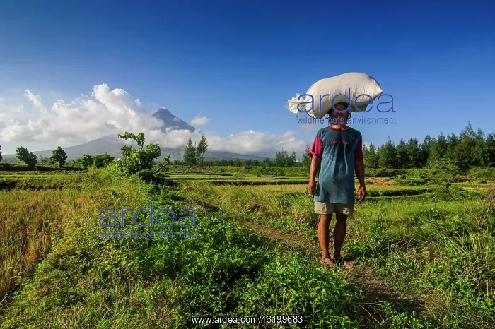 : Man with bag of rice on his head before volcano : Man with bag of rice on his head before volcano