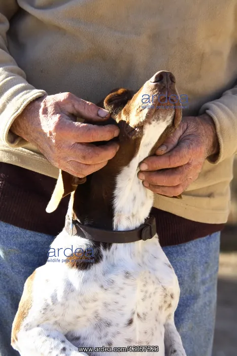  : Man caressing his dog France