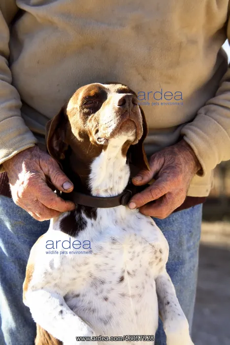 : Man caressing his dog France : Man caressing his dog France