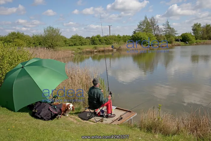 : Man carp fishing in lake in summer : Man carp fishing in lake in summer