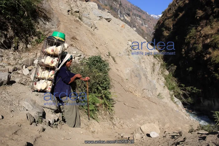 : Man carrying caged hens Nepal : Man carrying caged hens Nepal
