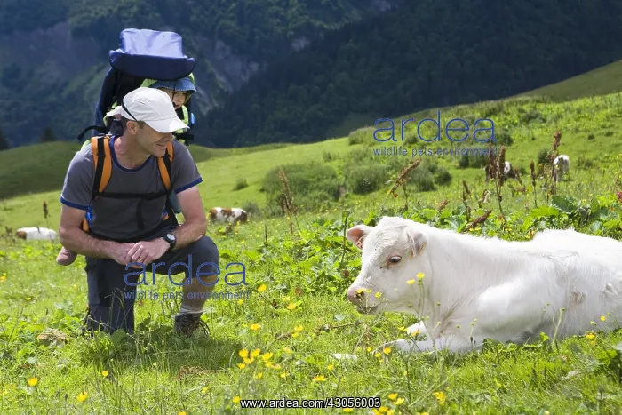 : Man carrying his child and calf in a pasture Alpes France : Man carrying his child and calf in a pasture Alpes France