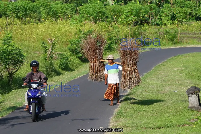 : Man - carrying firewood along road - with man on motorbike : Man - carrying firewood along road - with man on motorbike