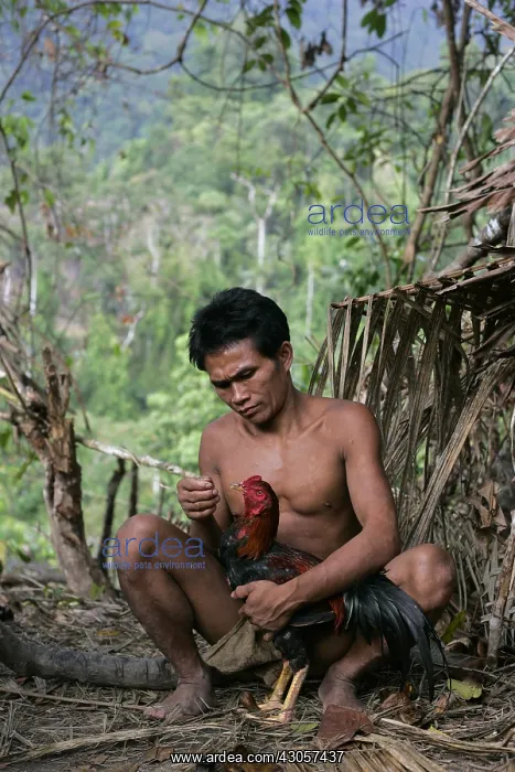 : Man and cock Tau't Batu Palawan Philippines : Man and cock Tau't Batu Palawan Philippines