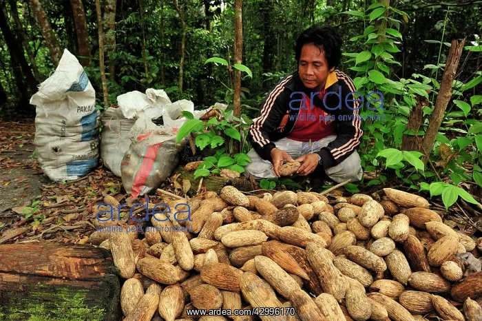 : Man - collecting seed of Borneo ironwood : Man - collecting seed of Borneo ironwood