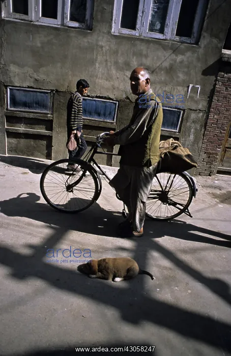 : Man cycling and dog sleeping in the streets India : Man cycling and dog sleeping in the streets India