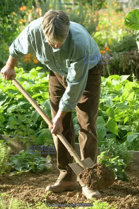 : Man - digging in vegetable garden : Man - digging in vegetable garden