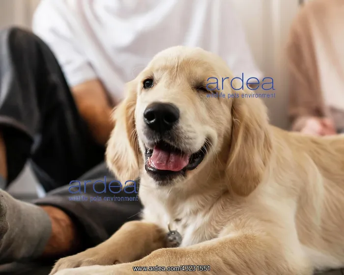 : man dog indoors. High resolution photo : man dog indoors. High resolution photo