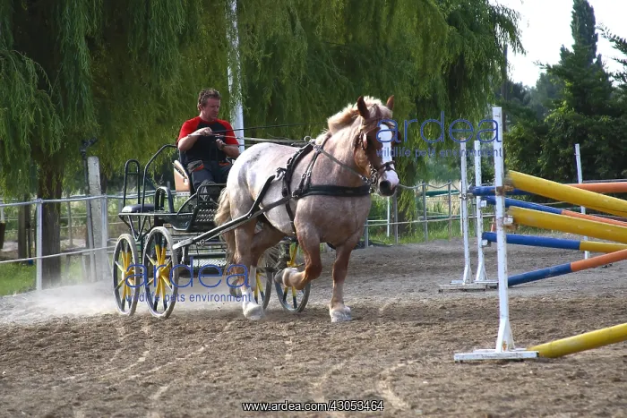 : Man doing an exercise with a drought Horse : Man doing an exercise with a drought Horse