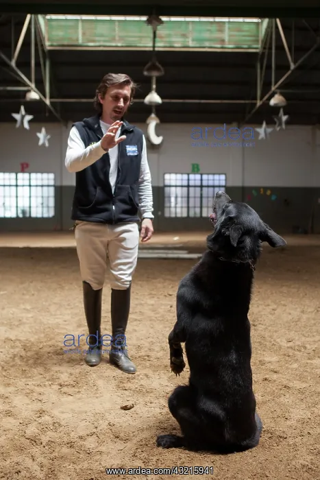: Man drawing a dog in a horse therapy center - Argentine : Man drawing a dog in a horse therapy center - Argentine