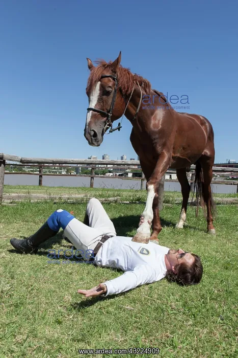 : Man drawing a horse in a horse therapy center : Man drawing a horse in a horse therapy center