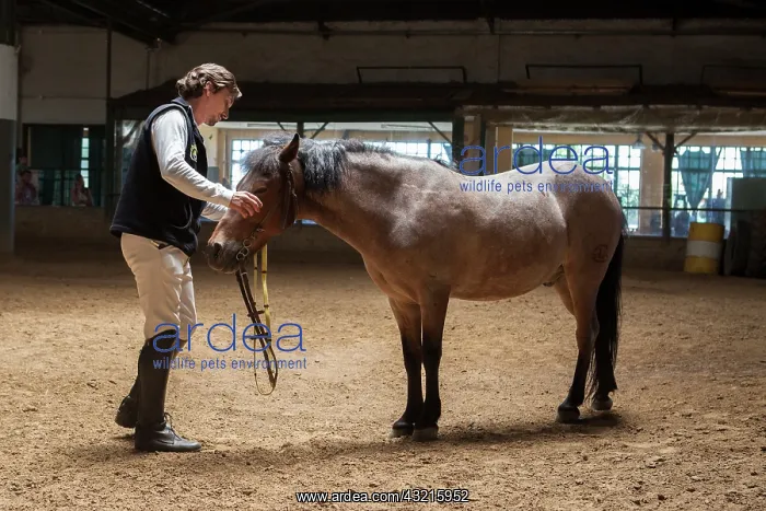 : Man drawing a horse in a horse therapy center - Argentina : Man drawing a horse in a horse therapy center - Argentina