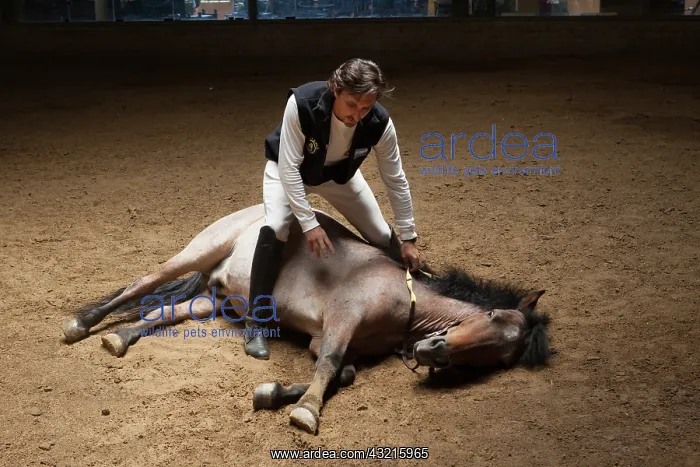 : Man drawing a horse in a horse therapy center - Argentina : Man drawing a horse in a horse therapy center - Argentina