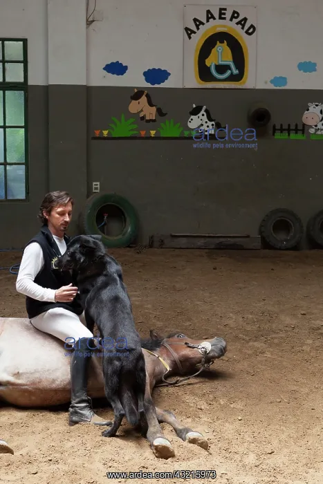 : Man drawing a horse in a horse therapy center - Argentina : Man drawing a horse in a horse therapy center - Argentina