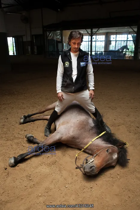 : Man drawing a horse in a horse therapy center - Argentina : Man drawing a horse in a horse therapy center - Argentina