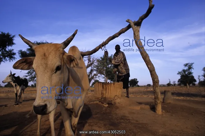 : Man drawing water from wells to water his flock : Man drawing water from wells to water his flock
