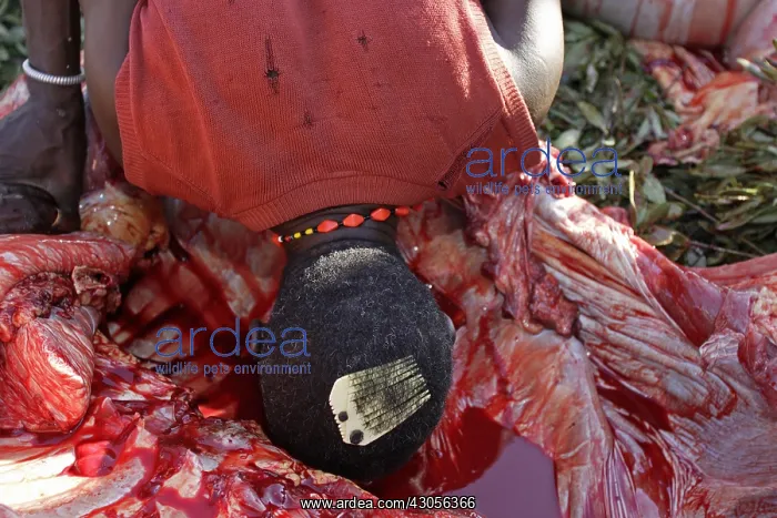 : Man drinking blood during the Pokot Sapana Ceremony Kenya : Man drinking blood during the Pokot Sapana Ceremony Kenya