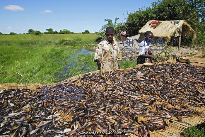: Man - drying fish - mostly Catfish - caught in : Man - drying fish - mostly Catfish - caught in