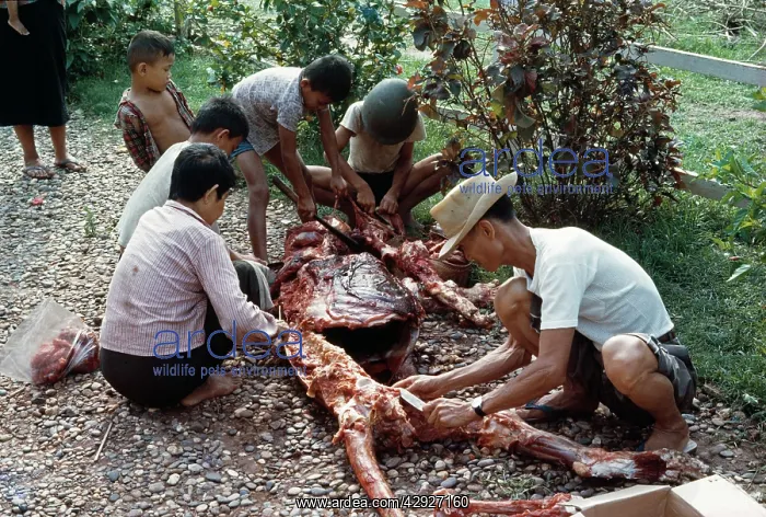 : Man-eating Tiger : Man-eating Tiger