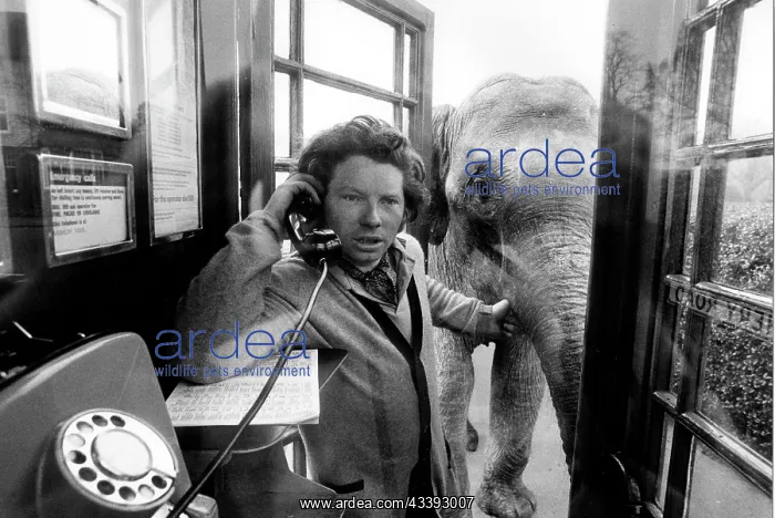  : Man with elephant in a telephone booth, England