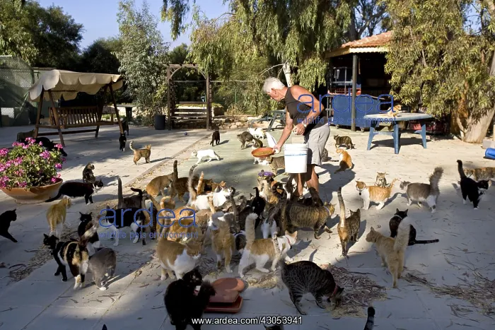 : Man feeding cats in a sanctuary for cats Cyprus : Man feeding cats in a sanctuary for cats Cyprus