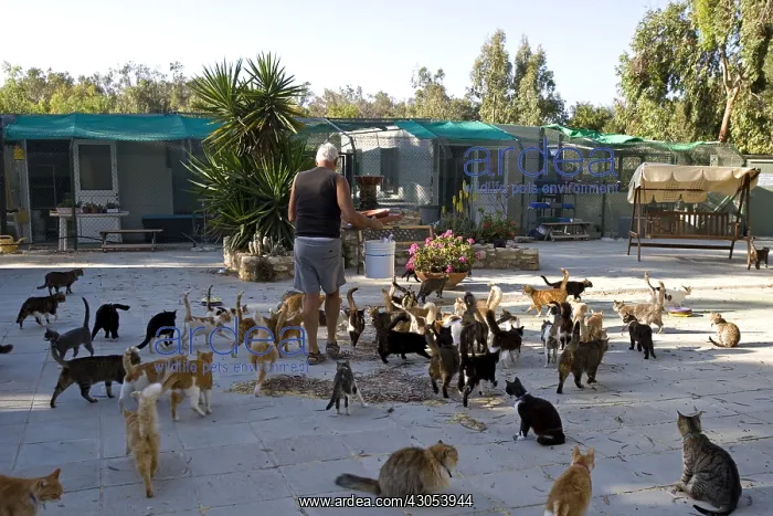 : Man feeding cats in a sanctuary for cats Cyprus : Man feeding cats in a sanctuary for cats Cyprus