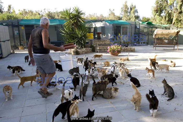 : Man feeding cats in a sanctuary for cats Cyprus : Man feeding cats in a sanctuary for cats Cyprus