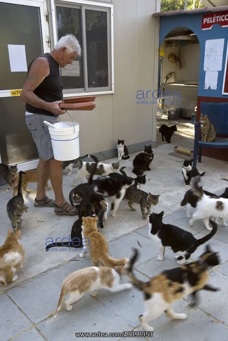 : Man feeding cats in a sanctuary for cats Cyprus : Man feeding cats in a sanctuary for cats Cyprus