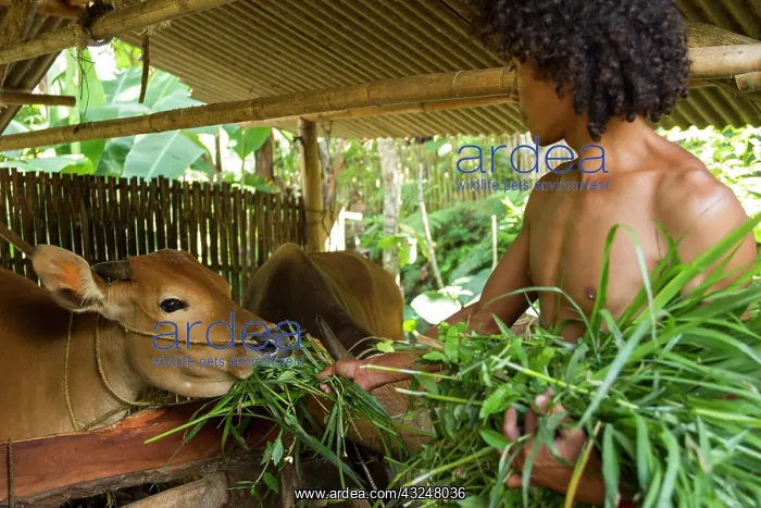 : Man feeding cows with grass from Gunung Rinjani - Indonesia : Man feeding cows with grass from Gunung Rinjani - Indonesia