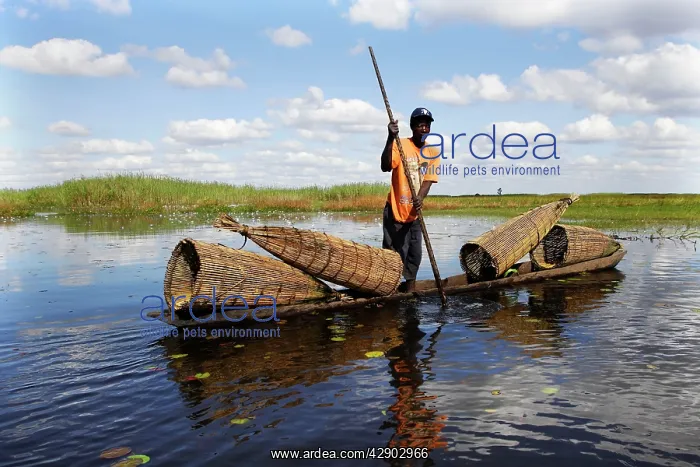 : Man - fishing, in boat with fish traps in Bangweuleu Marsh : Man - fishing, in boat with fish traps in Bangweuleu Marsh