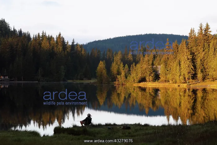 : Man fishing in Lake Prebersee, morning, Lungau : Man fishing in Lake Prebersee, morning, Lungau